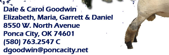 Goodwin Club Lambs